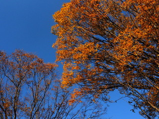 Obraz premium イチョウの紅葉