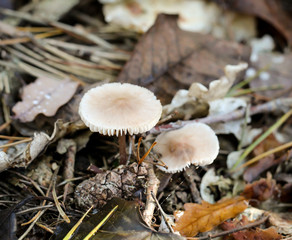 Pilz, Pilze bevölkern den Wald und erfüllen ihn mit Leben