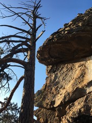 tree on the rock