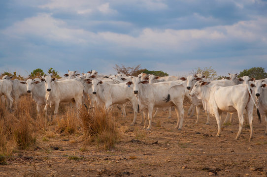 cattle herd in central Brazil