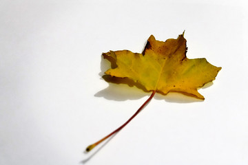 Feuille morte tombée des arbres en automne