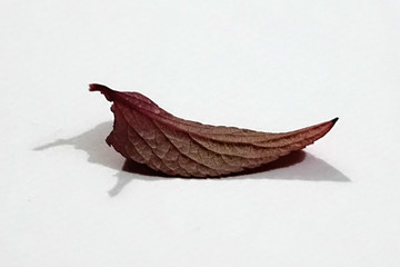 Fototapeta premium Feuille morte tombée des arbres en automne