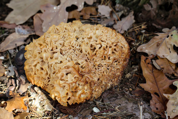 Pilz, Pilze bevölkern den Wald und erfüllen ihn mit Leben