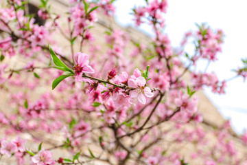 Blossoms on a tree in Beijing, China