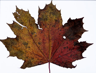 Feuille morte tombée des arbres en automne