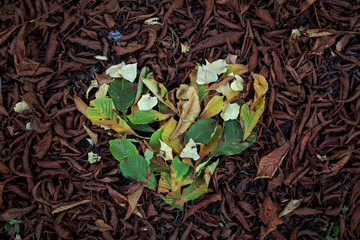 Herbstlaub auf dem Waldboden mit einem grünen Herz aus Laub