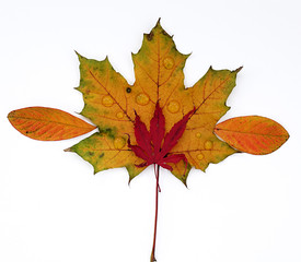 Feuille morte tombée des arbres en automne