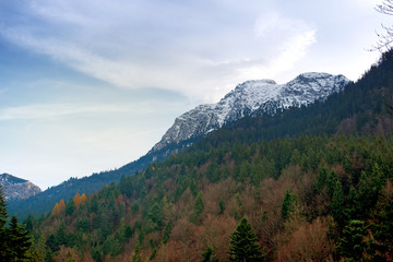Alps with Pine trees forest landscape in November at Fussen, Germany