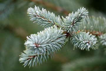 Gros plan sur les épines d'un épicéa