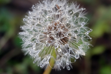 Fototapeta premium Aigrettes d'un pissenlit givré par le froid