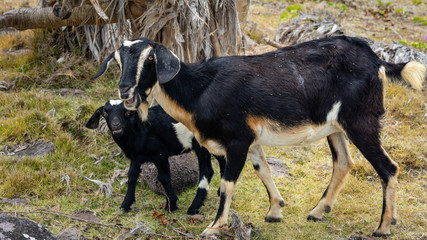 chèvre et son petit chevreau