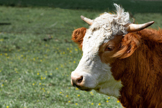Bull, cow, on the field