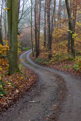 Fototapeta premium Winding road between colorful deciduous trees in autumn