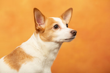 jack russell terrier