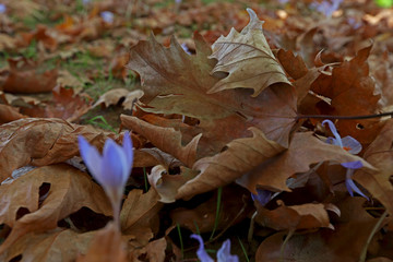 Wild flower in nature; Crocus Sativus