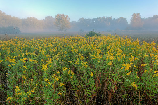 Summer landscape of a goldenrod meadow in fog, Al Sabo Land Preserve, Michigan