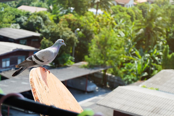 Pigeon stand alone on a satellite dish.