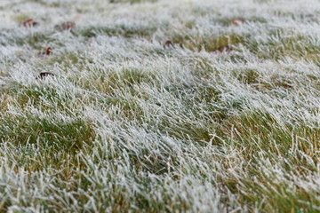 Green grass with morning frost and sunlight in the garden, Frozen grass on meadow at sunrise, Czech republic, Europe.