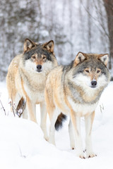 Two beautiful wolves standing in cold winter landscape