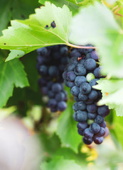 Ripe grapes in the vineyard. Moldavia, Romania