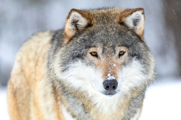Fototapeta premium Close-up portrait of a beautiful wolf in the cold winter