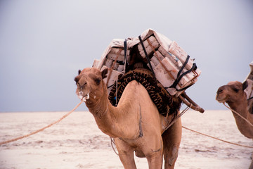 Camel loaded with heavy salt block