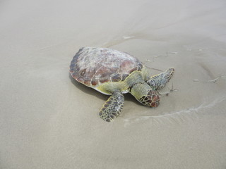 A dead sea turtle is washed up on the beach, Packery Channel Jetty, Padre Island, Texas