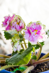 delicate purple violet flowers, indoor plant