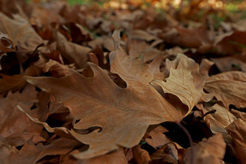 Bamye plant on white background