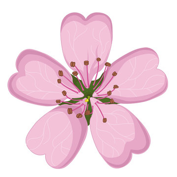 Cherry Blossom. Isolated image on a white background. icon.