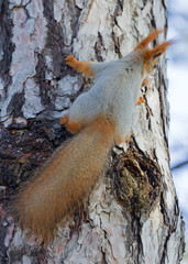 beautiful red squirrel sitting in a tree