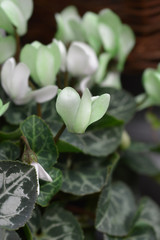 Pastel green cyclamen Make-Upz