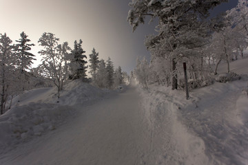 A frozen landscape in lapland during winter