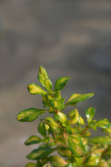 Looking-glass plant Lemon and Lime