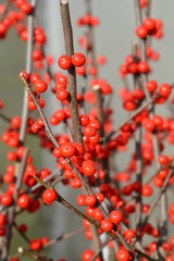 Common winterberry