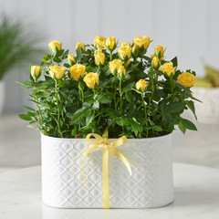 Close-up of green house plant pot over white wooden table.