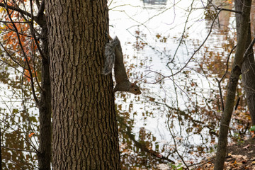 Squirrel Hanging on a Tree in Central Park, Manhattan, New York
