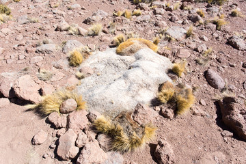 Photo of the ground in Andes with rocks and grass