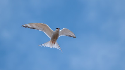 Arctic tern flying close overhead with his wings outstretched