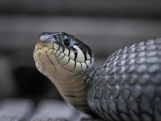 A non-poisonous grass snake at the pond in the garden in summer