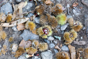 Chestnuts in the wood during autumn