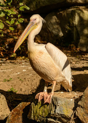 pink pelican standing on edge of rock