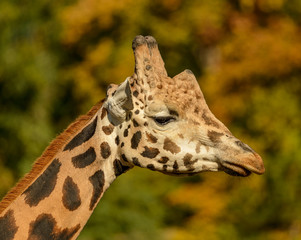 detail profile portrait of giraffe in the sun