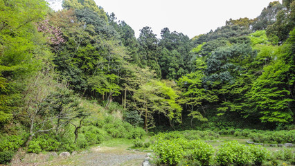 Japanese Forest