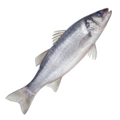 fish seabass Isolated on the white background