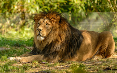 lion male laying on grassy ground
