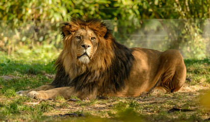 lion male laying on grass