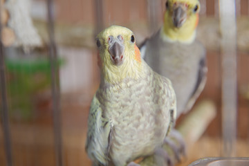 Parakeets . Green wavy parrot sits in a cage . Rosy Faced Lovebird parrot in a cage . birds inseparable . Budgerigar on the cage. Budgie parakeet in birdcage. Parrot