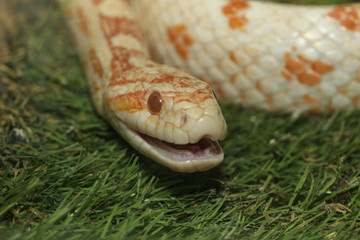 Close up head corn snake have orange and white color in garden