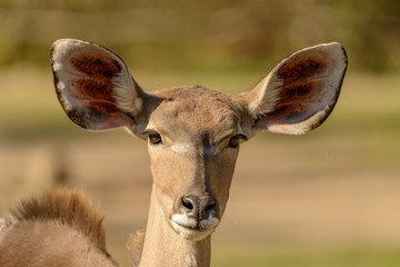 portrait of antelope kudu female front